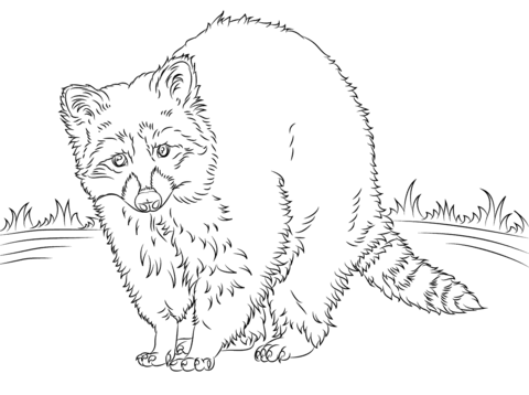 North American Raccoon  Coloring Page